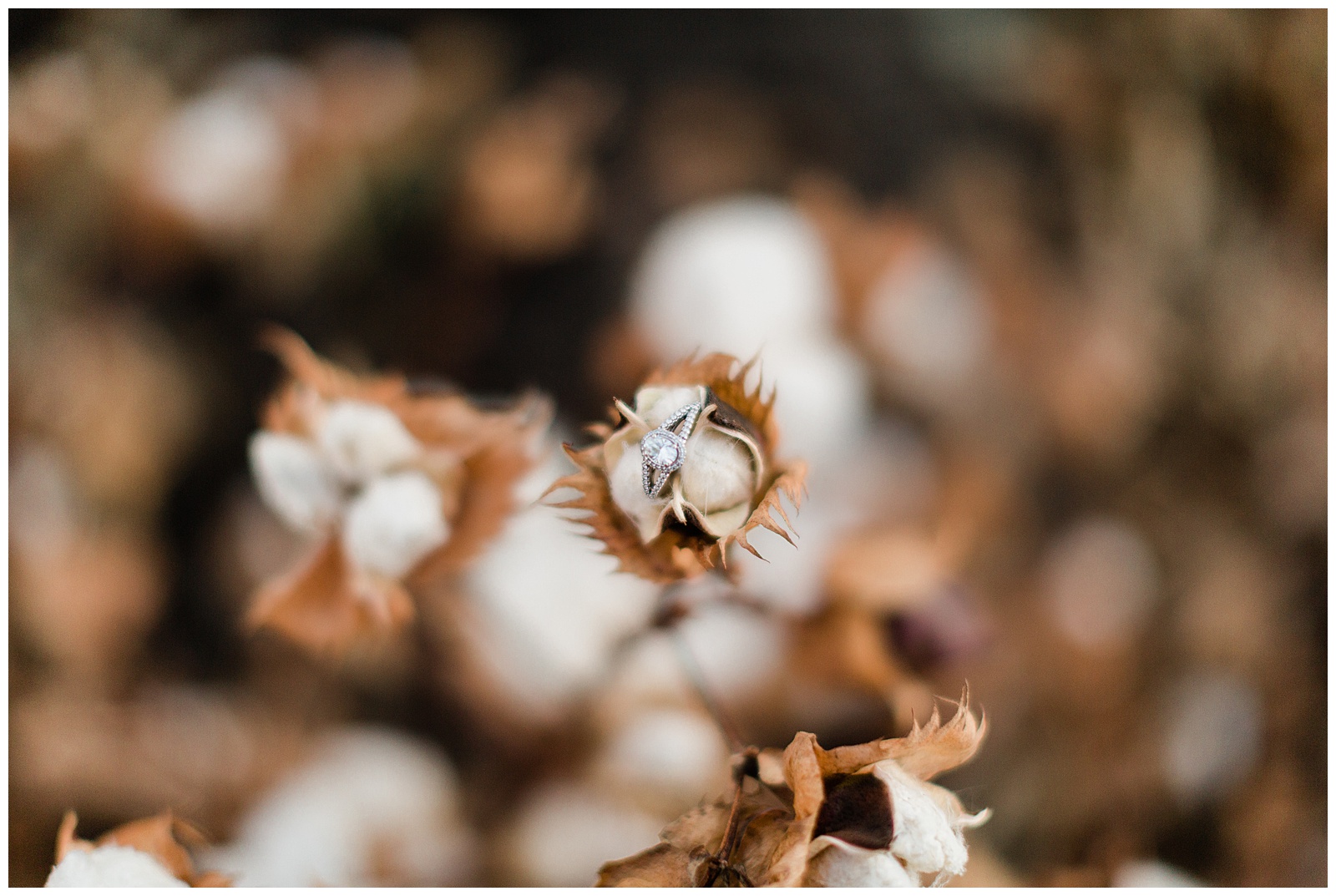 engagement ring on a cotton plant