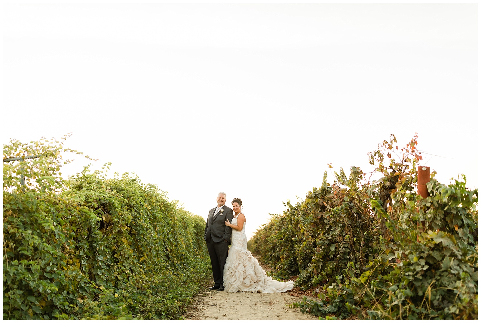 romantic sunset wedding portraits in a vineyard at englemann cellars in frenso