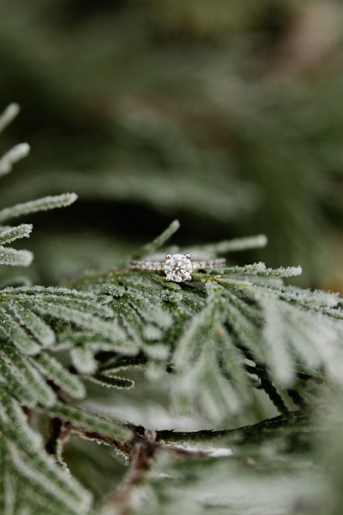 engagement ring pose on snowy pine tree