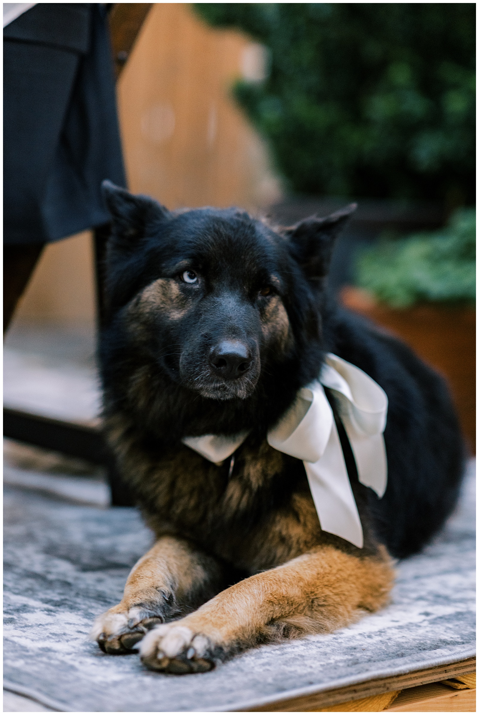 family dog with bow sitting by bride and grooms sweetheart table
