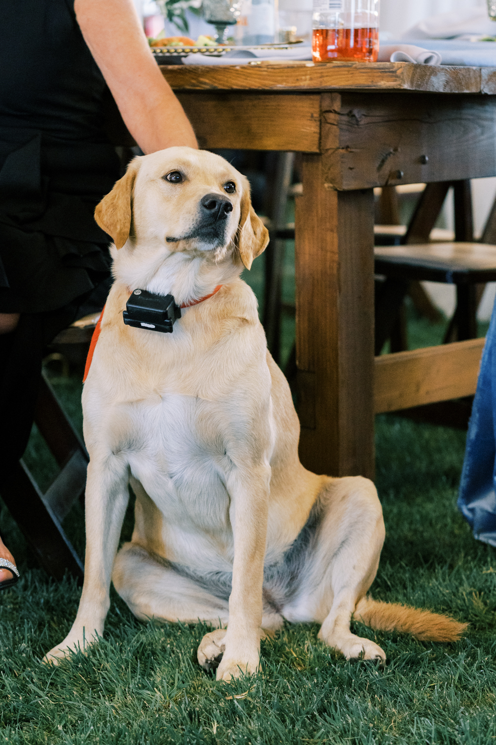 family dog watching wedding reception sitting at table