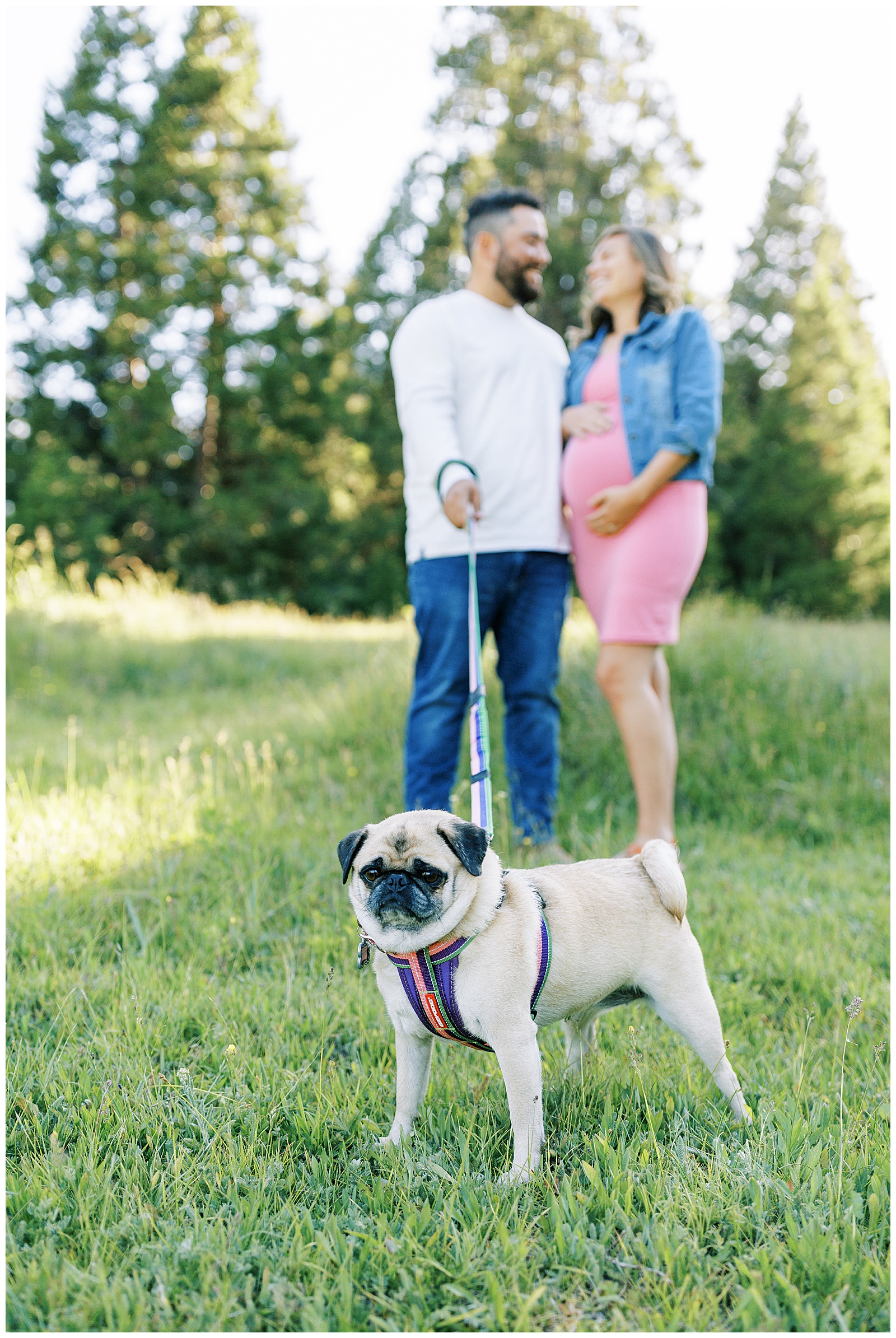 pug in grass on a leash with man and pregnant woman standing in background