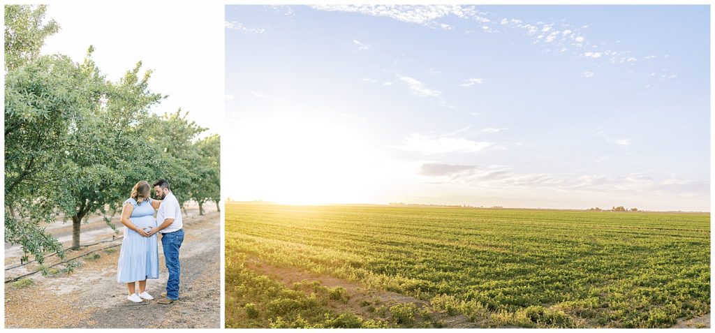maternity photos in almond orchard at sunset