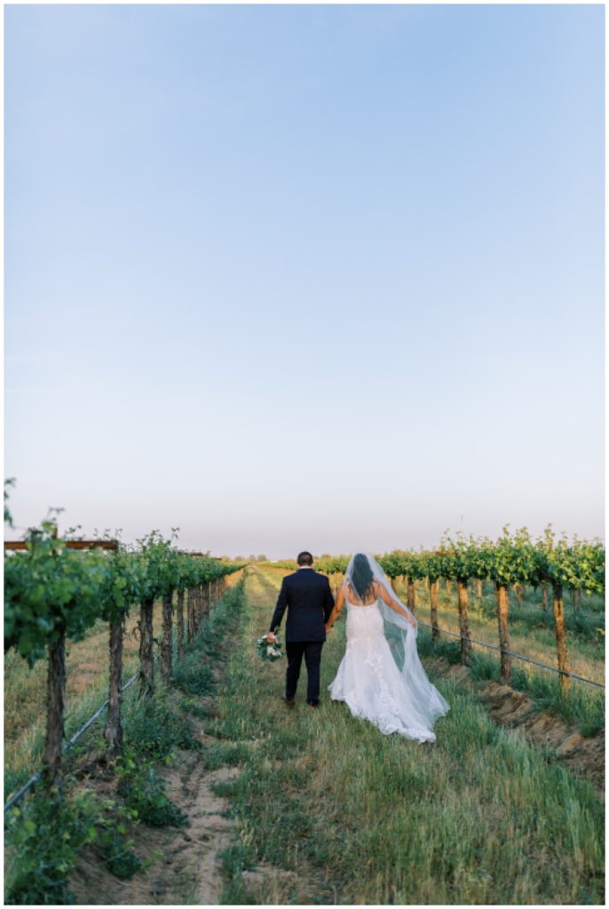 bride and groom walking through vineyard at sunset at kings river winery